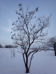 tree in winter at the blue sky background