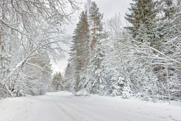 Snowy gravel road, Forested Landscape in Winter, Latvia