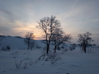 tree in winter at the sunset