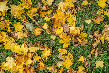 autumn carpet from fallen leaves on green grass