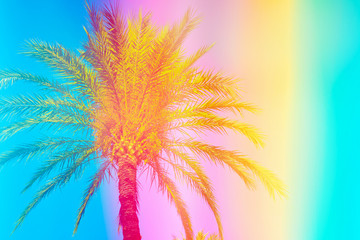Feathery palm tree on sky background toned in vibrant saturated rainbow neon pastel colors....