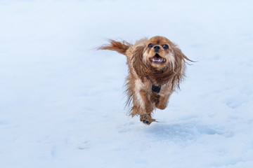 ruby cavalier king charles spaniel in snow