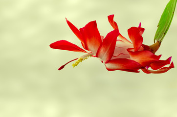 Christmas Cactus Green Background