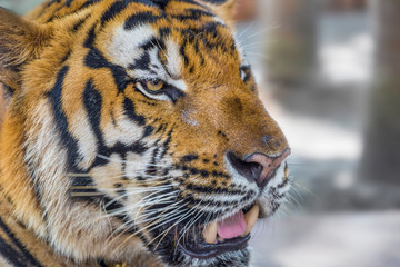 Wild Bengal Tiger face and eyes closeup