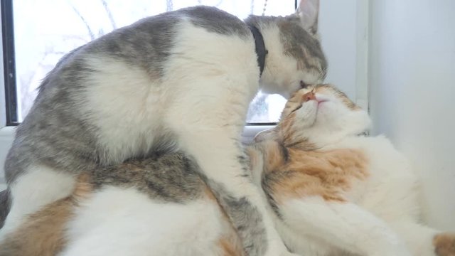 funny video cat. cats lick each other kitten. slow motion video. Cats grooming and licking each lifestyle other. pet a cute video