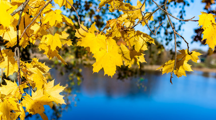 Yellow maple leaves in autumn season with blurred blue lake background. Colorful bright foliage in the autumn park. Autumn leaves background.