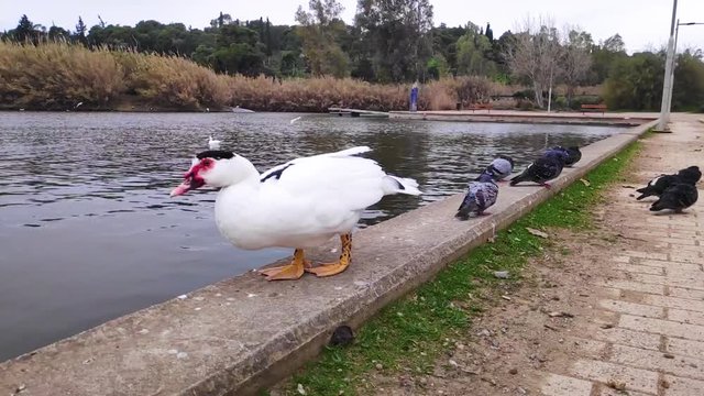 Domestic Muscovy duck walking in Tritsi park Athens Greece. Slow motion.