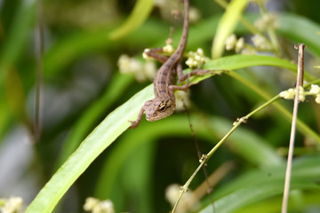 chameleon on green leaves