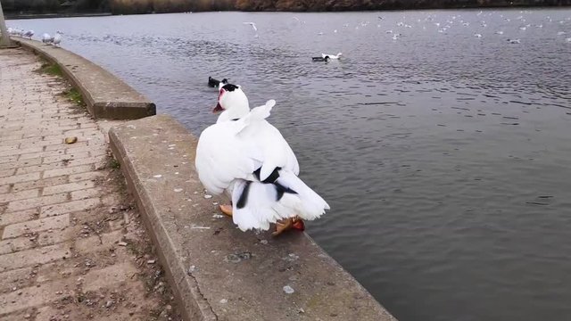 Domestic Muscovy duck walking in Tritsi park Athens Greece. Slow motion.
