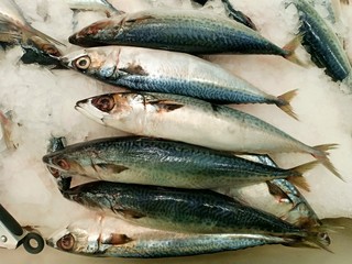 Obraz premium Saba fish from Thailand 
