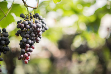 The beautiful black grape image in the food concept garden