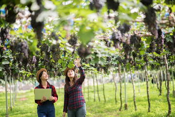 Naklejka na ściany i meble Happy young women gardener holding branches of ripe blue grape