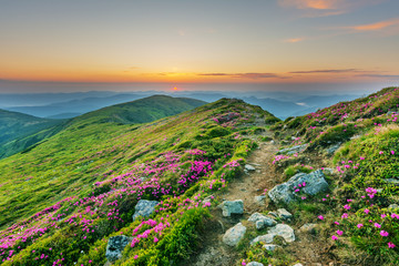 Summer warm sunny morning in the Ukrainian mountains with millions of blooming rhododendrons on the background of beautiful landscapes and fantastic views.