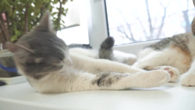 beautiful cute cat licking his paw on window sill with funny emotions on background of room. slow motion video. Cat cleaning himself. adult cat lies on lifestyle the window and licks the paws