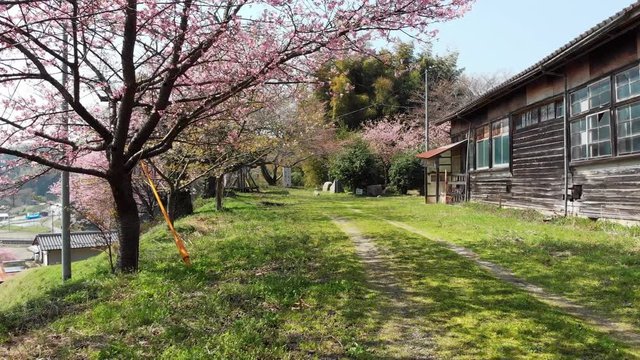 ドローン空撮 廃校と桜 前進