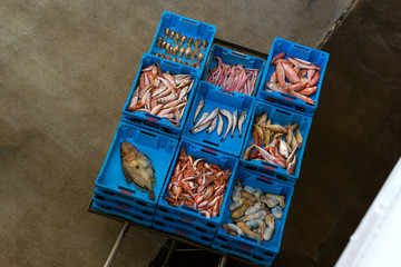 Blue plastic containers with catch of sea fish, shrimp, octopus, squid, sea delicacies. Fish auction for wholesalers and restaurants. Hangar for storage and sale of seafood. Blanes, Spain, Costa Brava
