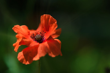 Colorful fresh Orange Poppy Flower in the wind on a green spring meadow. Gentle movements in the spring breeze. Papaver Setigerum (fam. Somniferum)