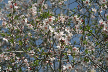 Pink almond blossoms in spring