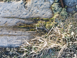 Frost on moss and distressed wood textured background