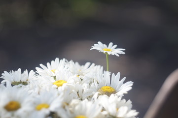  daisies