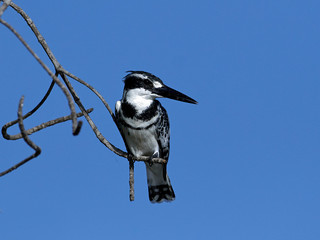Pied kingfisher (Ceryle rudis)