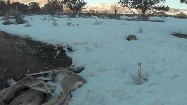 Aerial-Pulling back low over burial pit for dead deer that have been killed on the highway.