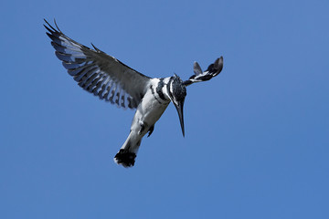 Pied kingfisher (Ceryle rudis)