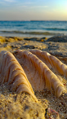 Nahaufnahme große Muschel am Strand