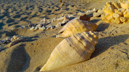 große Muscheln am Sandstrand