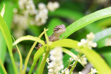 One reptile that can change its skin color is this brown chameleon that lives in the wild on trees and green leaves