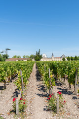 Fototapeta na wymiar Vignoble du Médoc (Bordeaux, France), village de Avensan