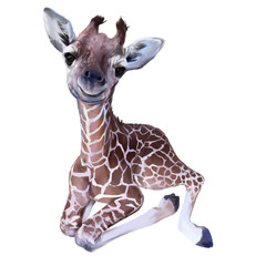 Giraffe baby. Watercolor painting