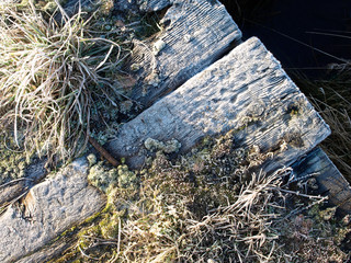 Frost on moss and distressed wood textured background
