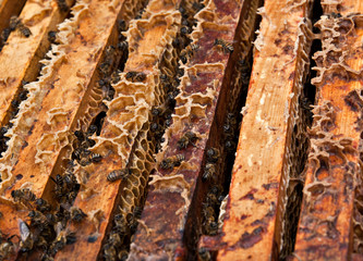 Bees on artificial honeycomb at apiary in the hive