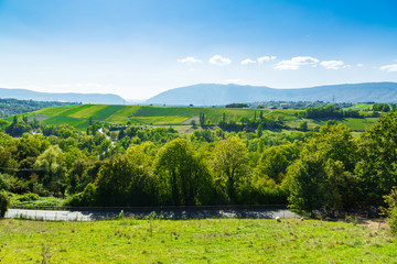 Vineyard landscape in Russin, Geneva Canton in Switzerland
