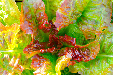 Obraz na płótnie Canvas green and purple lettuce leaves, close-up