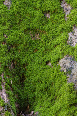 Green moss on tree trunk