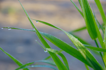 Fototapeta premium Dew drops on bright green grass. After rain. Summertime. Green background. Copy space