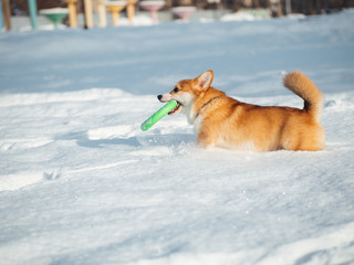 welsh corgi dog playing in winter park