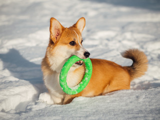 welsh corgi dog playing in winter park