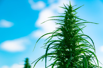 Marijuana, hemp, flowering plant as a medicine, grass against a blue sky