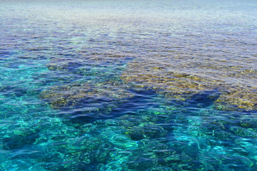 Red Sea. Egypt.The coral reef in the Red Sea