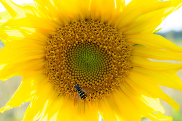 Honey bee gathers nectar on big nectariferous sunflowers flower. 