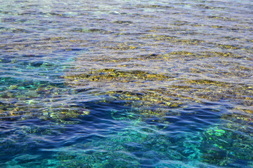 Red Sea. Egypt.The coral reef in the Red Sea