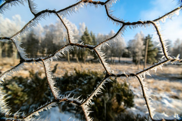 frosty