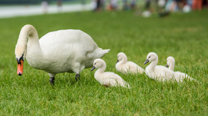 Picture of baby swan cygnets in the grass with their family