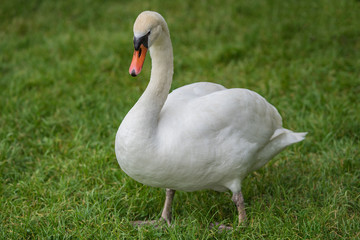 Picture of baby swan cygnets in the grass with their family