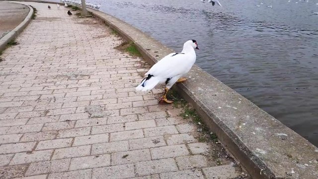Domestic Muscovy duck walking in Tritsi park Athens Greece. Slow motion.