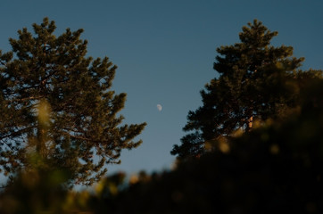 Obraz na płótnie Canvas Low angle view of moon during sunset framed through the pine trees in park