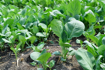 Many vegetables are growing in a natural garden. 
